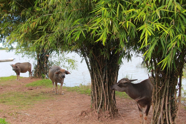 Làng Việt Nam: 'Làng tôi' của Văn Cao- Ảnh 1.