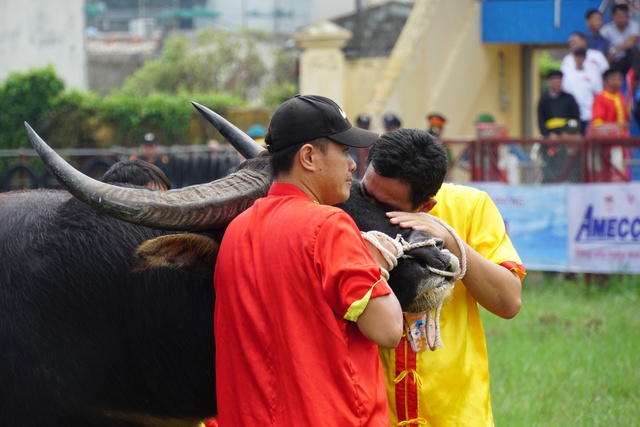 Đã tìm ra 'ông trâu' vô địch tại lễ hội chọi trâu Đồ Sơn năm 2024- Ảnh 8.