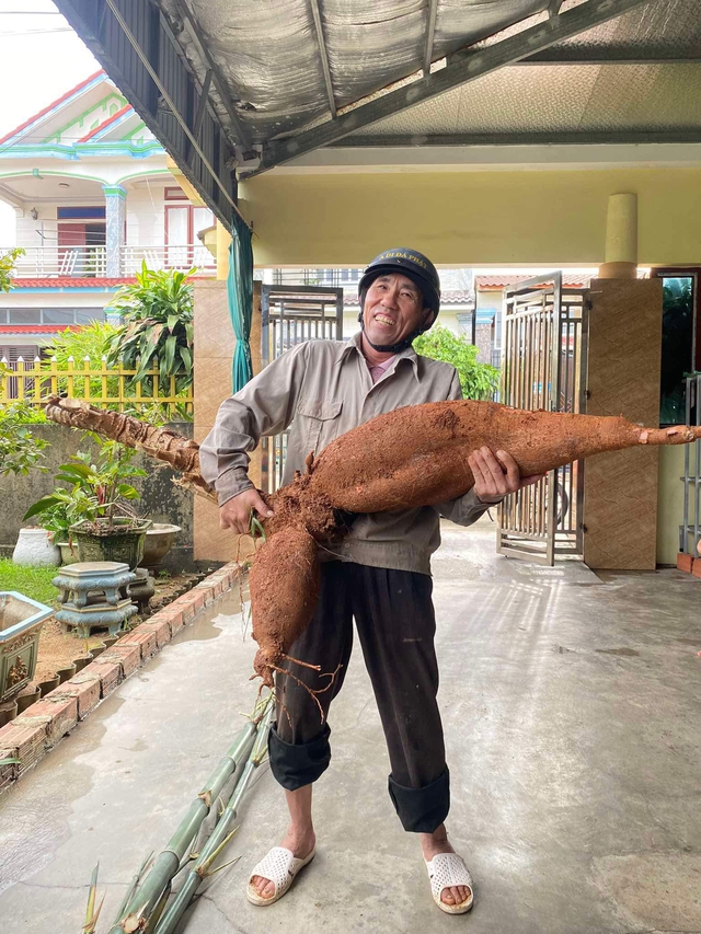 Đào được khoai mì 'khủng' nặng 25 kg dài 1 mét: Dân mạng hỏi bí quyết- Ảnh 1.