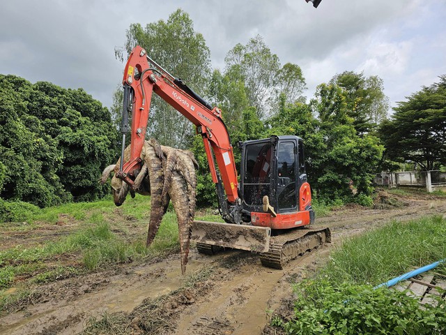 Làm thịt hơn 100 con cá sấu vì lo xổng chuồng trong lũ- Ảnh 1.