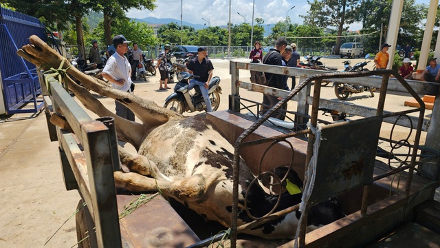 Mức bồi thường quá thấp, người nuôi bò sữa ở Lâm Đồng không đồng ý- Ảnh 3.