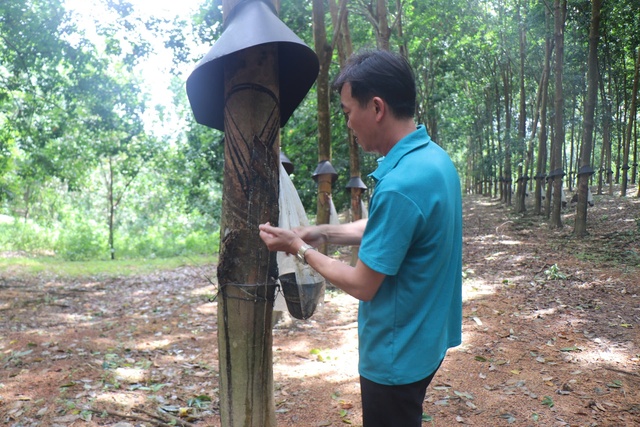 Cao su Sa Thầy - khởi nguồn phát triển bền vững từ rừng xanh Tây nguyên- Ảnh 2.