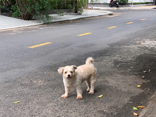 Phú Yên: Chó thả rông liên tiếp cắn người- Ảnh 2.