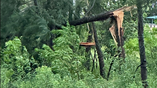 Siêu bão Yagi: Mưa gió mạnh quật gãy cây xanh- Ảnh 1.