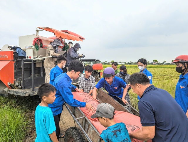 Thanh niên tình nguyện giúp dân thu hoạch lúa tránh siêu bão Yagi- Ảnh 3.