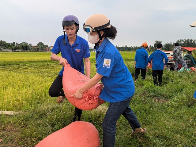 Thanh niên tình nguyện giúp dân thu hoạch lúa tránh siêu bão Yagi- Ảnh 1.