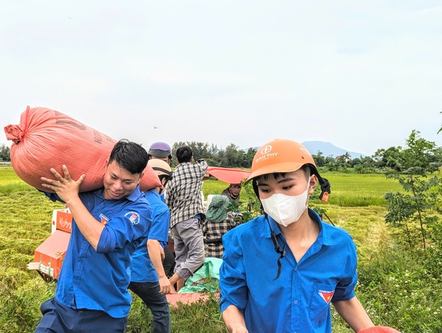 Thanh niên tình nguyện giúp dân thu hoạch lúa tránh siêu bão Yagi- Ảnh 2.