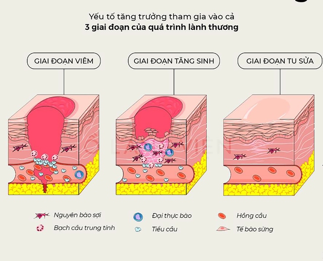 Khám phá xu hướng trẻ hóa da mặt bằng yếu tố tăng trưởng biểu bì EGF- Ảnh 2.