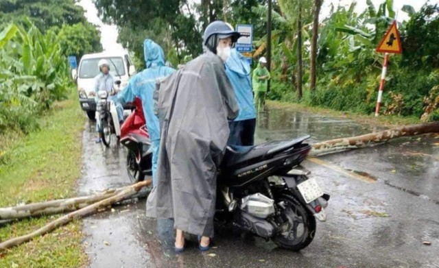 Hải Dương: Một người tử vong do cây đổ đè trúng- Ảnh 1.