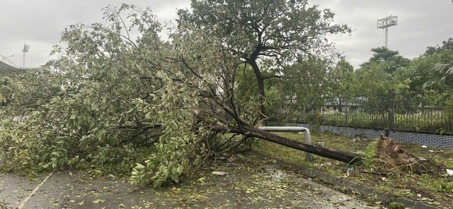 Khu liên hợp thể thao Mỹ Đình 'tan hoang' sau bão số 3, cây đổ la liệt- Ảnh 6.