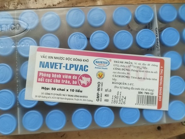 Bò sữa ở Lâm Đồng tiếp tục chết, dân vẫn chưa nhận được tiền bồi thường- Ảnh 2.