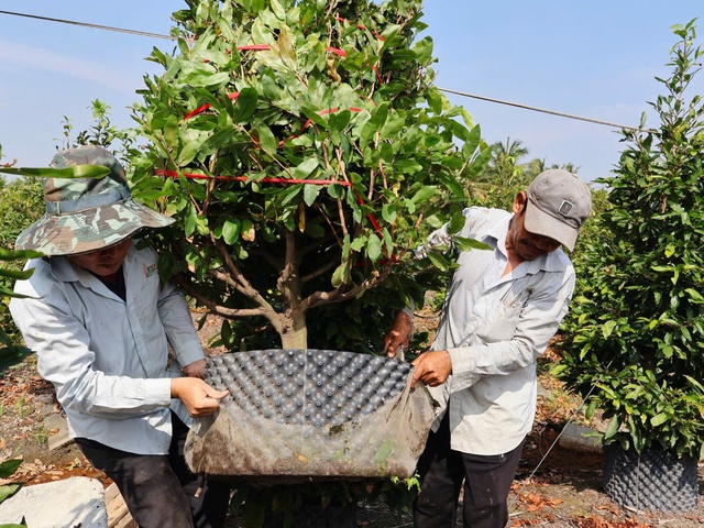 Người dân làng mai Bình Lợi tất bật làm việc dịp cận Tết