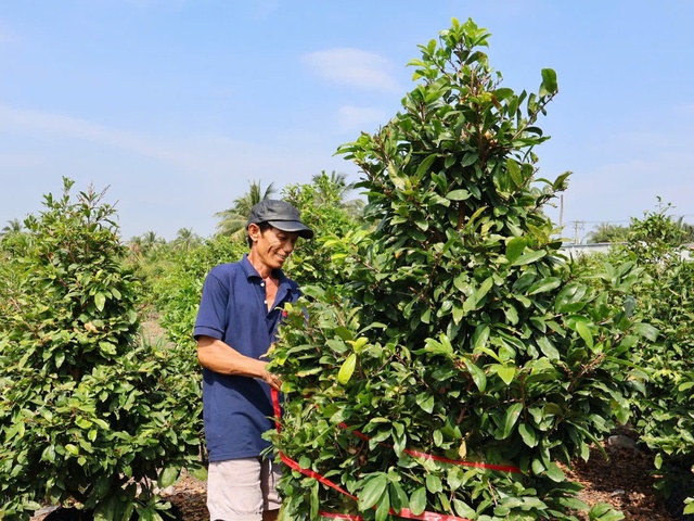 Ông Bảy Tìm, một trong những chủ vườn chuyển đổi thành công mô hình đất trồng mía, trồng lúa sang trồng mai vàng