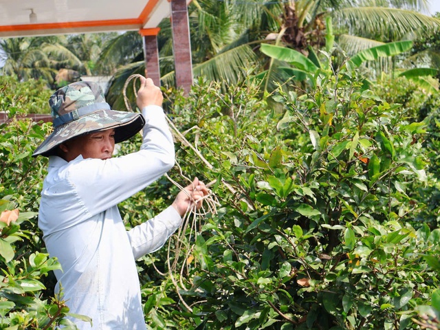 Mai sẽ được bó thân lại để dễ vận chuyển, tránh trường hợp gãy cành, rụng lá