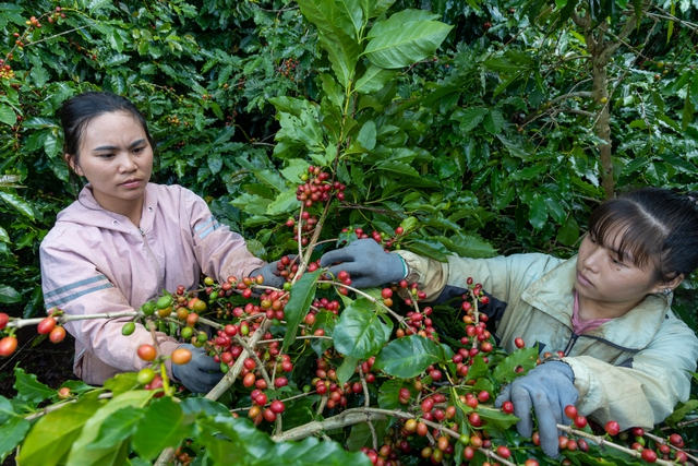 Giá cà phê vẫn cao, thu hoạch đạt trên 70% diện tích- Ảnh 1.