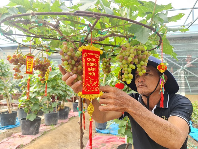 Nho kiểng Ninh Thuận hút khách dịp tết: Khó chăm nhưng trồng được lâu- Ảnh 1.