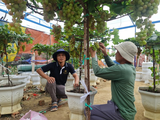 Nho kiểng Ninh Thuận hút khách dịp tết: Khó chăm nhưng trồng được lâu- Ảnh 2.