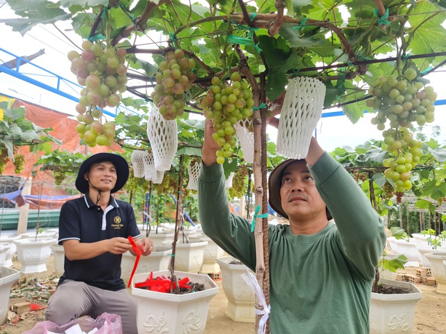 Nho kiểng Ninh Thuận hút khách dịp tết: Khó chăm nhưng trồng được lâu- Ảnh 4.