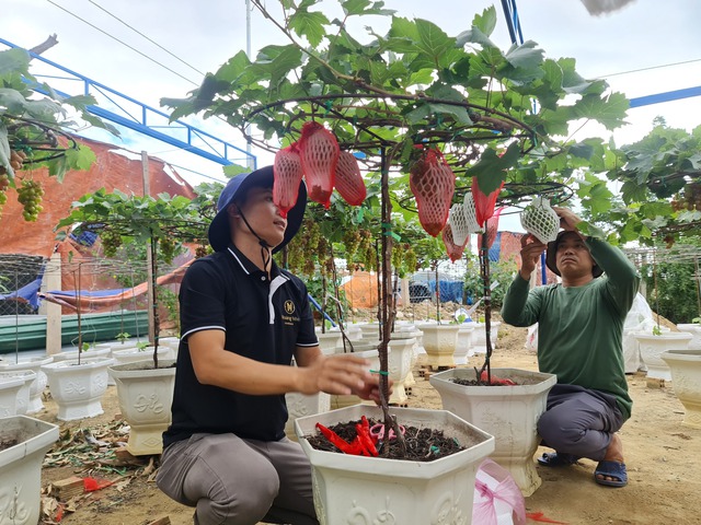 Nho kiểng Ninh Thuận hút khách dịp tết: Khó chăm nhưng trồng được lâu- Ảnh 3.