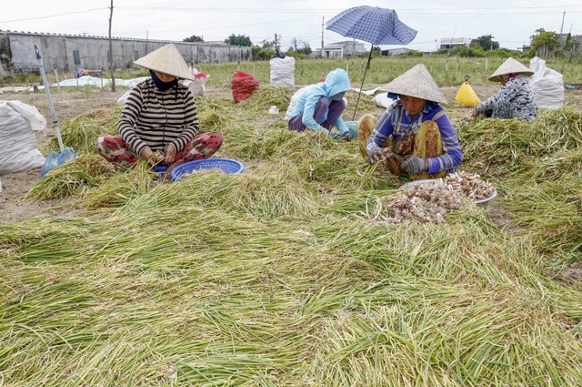 Nông dân phường Ninh Diêm thu hoạch kiệu trước Tết Nguyên đán