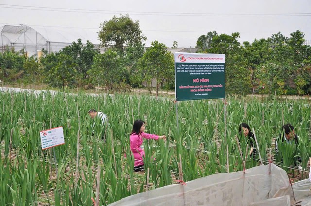 Công ty Toan Vân đưa khoa học công nghệ vào sản xuất hoa quả chất lượng cao- Ảnh 3.