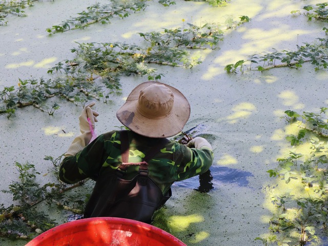 Người nông dân trầm mình dưới nước để hái rau trong nhiều giờ liền