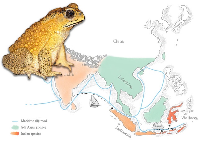 Công bố về loài cóc nhà có độc trên Nature Communications của nhà khoa học ĐH Duy Tân- Ảnh 3.