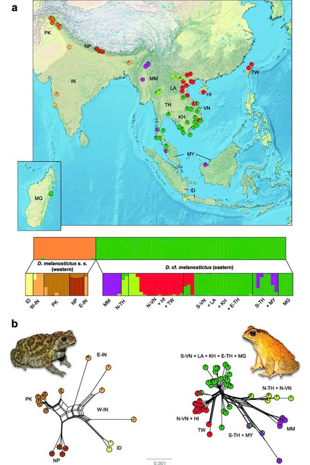 Công bố về loài cóc nhà có độc trên Nature Communications của nhà khoa học ĐH Duy Tân- Ảnh 4.