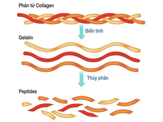 Collagen thủy phân là gì? Đâu là loại tốt và được tìm mua nhiều?- Ảnh 2.