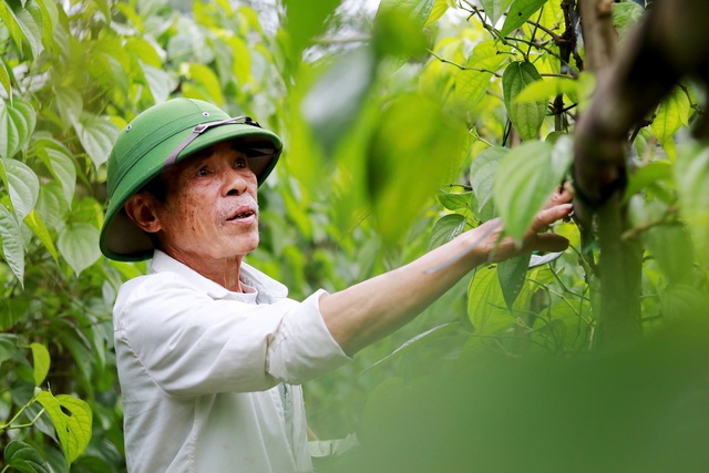 Làng 'đếm lá ra tiền' tất bật vào vụ tết- Ảnh 1.