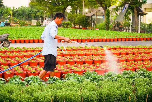 Người trồng hoa tết thức dậy từ 4 giờ và làm việc liên tục đến 22 giờ- Ảnh 3.