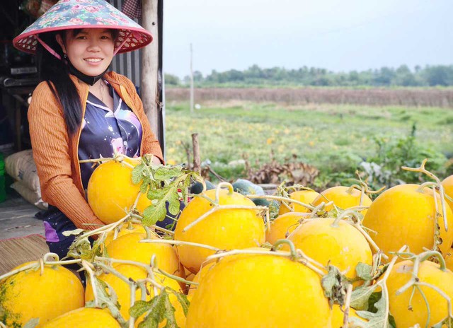 Dưa hấu trúng mùa, trúng giá, nông dân Bạc Liêu phấn khởi đón tết- Ảnh 1.