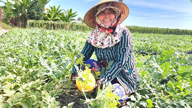 Dưa hấu trúng mùa, trúng giá, nông dân Bạc Liêu phấn khởi đón tết- Ảnh 3.