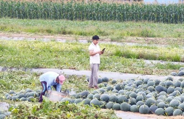 Dưa hấu trúng mùa, trúng giá, nông dân Bạc Liêu phấn khởi đón tết- Ảnh 4.