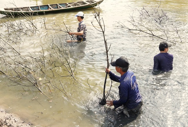 Ngày tết, người miền Tây dỡ chà bắt cá ở đất mũi: Du khách có trải nghiệm thú vị- Ảnh 6.