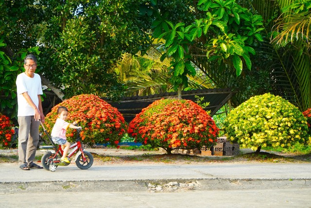 Ăn tết kiểu miền Tây khi làm đẹp cho... hàng rào- Ảnh 2.