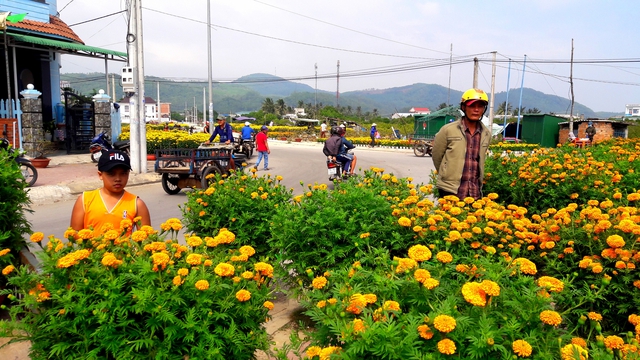 Ký ức bông vạn thọ ngày Tết- Ảnh 3.