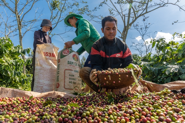 Đầu năm, giá cà phê tăng tưng bừng - Ảnh 1.