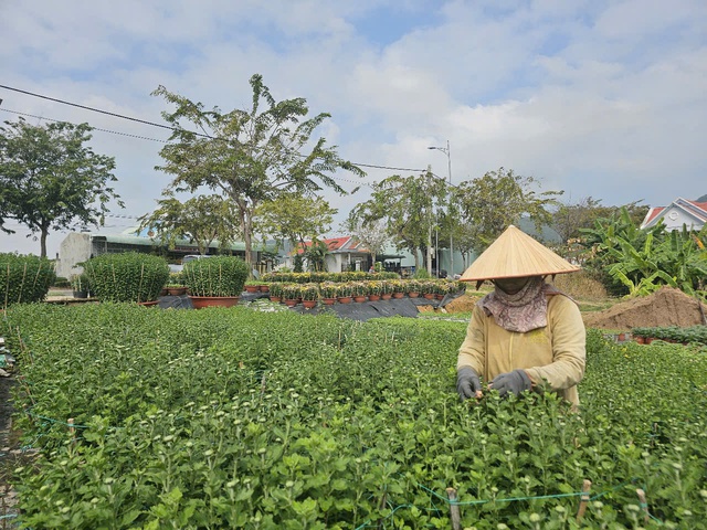 Hàng ngàn chậu hoa cúc nguy cơ lỡ hẹn dịp Tết- Ảnh 1.