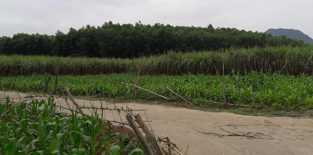 Nộp tiền sử dụng đất xong mới phát hiện được miễn giảm, có được hoàn tiền?- Ảnh 2. Nộp tiền sử dụng đất xong mới phát hiện được miễn giảm, có được hoàn tiền?- Ảnh 2.