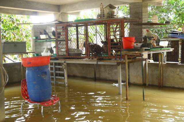 Người dân ngoại thành Hà Nội lại hối hả chạy lũ - Ảnh 9.