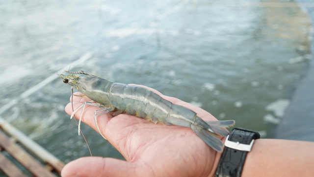 Cà Mau nhân rộng mô hình nuôi tôm tuần hoàn nước, không xả thải ra môi trường - Ảnh 5.