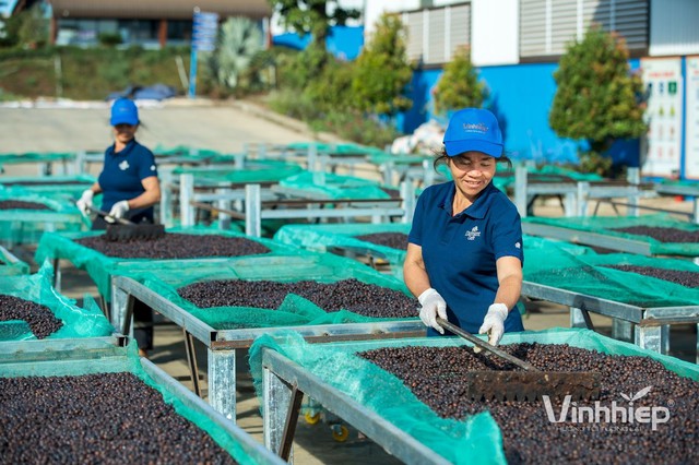 Vĩnh Hiệp Gia Lai lập &lsquo;c&uacute; đ&uacute;p&rsquo; vinh danh Doanh nghiệp xuất sắc ch&acirc;u &Aacute; 2025 - Ảnh 3.