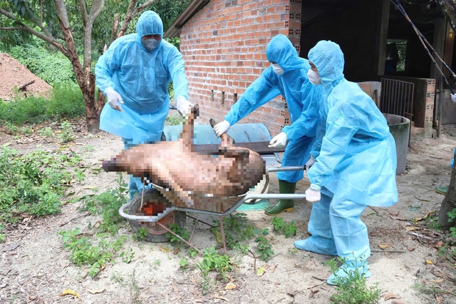 Khánh hòa tiêu hủy gần 40 tấn heo và gà do dịch bệnh bùng phát - Ảnh 1.