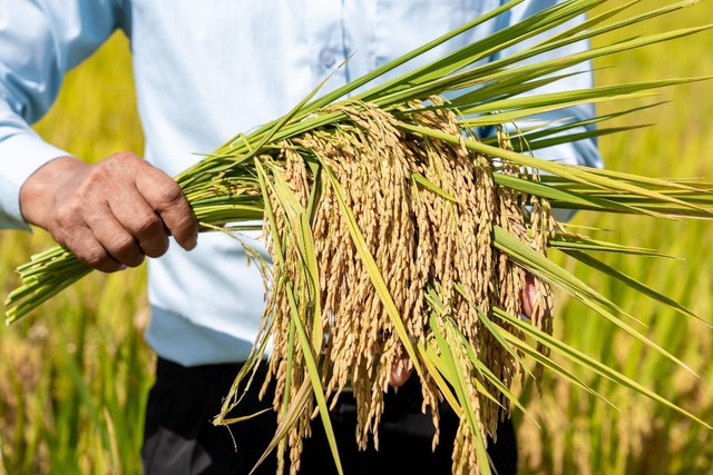 Phân Bón Cà Mau phát triển mô hình trình diễn giúp tăng năng suất cho cây lúa- Ảnh 3. Phân Bón Cà Mau phát triển mô hình trình diễn giúp tăng năng suất cho cây lúa- Ảnh 3.