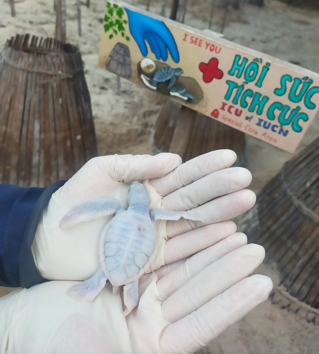 Bà đỡ của hàng trăm mẹ rùa - Ảnh 6.