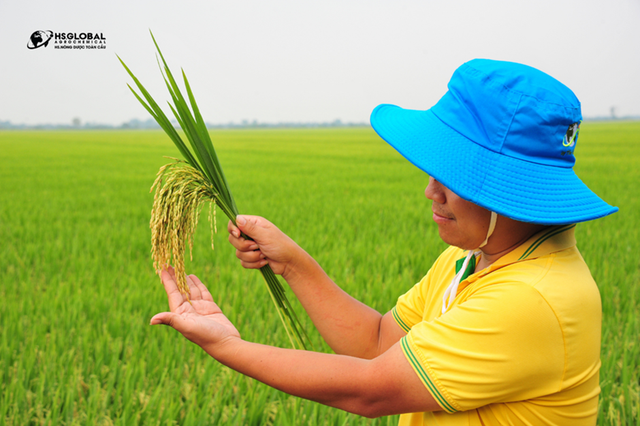 N&ocirc;ng dược To&agrave;n Cầu đồng h&agrave;nh c&ugrave;ng n&ocirc;ng d&acirc;n Việt mang đến vụ m&ugrave;a bội thu- Ảnh 1.