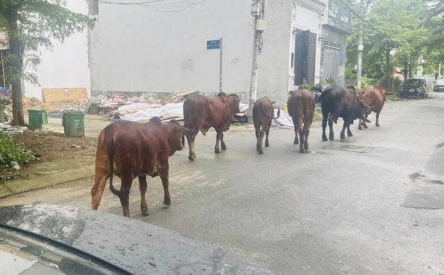 Đàn bò giữa phố- Ảnh 1. Đàn bò giữa phố- Ảnh 1.