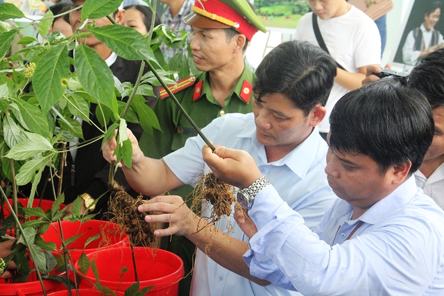 Sâm Ngọc Linh thành sứ giả của lòng nhân ái - Ảnh 2.