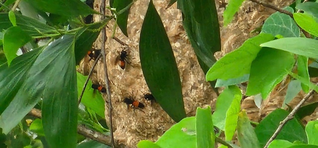 Tổ ong vò vẽ gần trường học gây lo ngại cho phụ huynh - Ảnh 2.